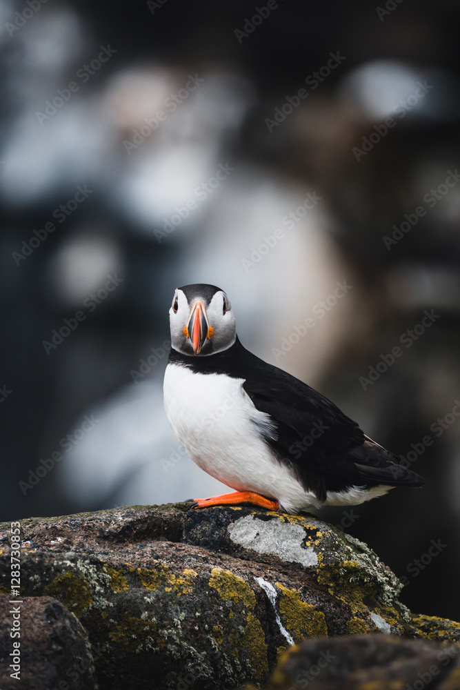 Fototapeta premium Puffin Portrait on a rock