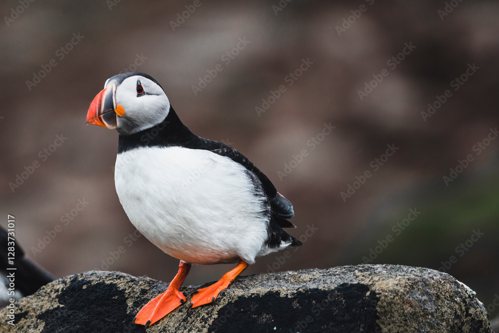 Fototapeta premium puffin on a rock