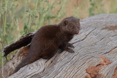 Südliche Zwergmanguste / Dwarf mongoose / Helogale parvula photo