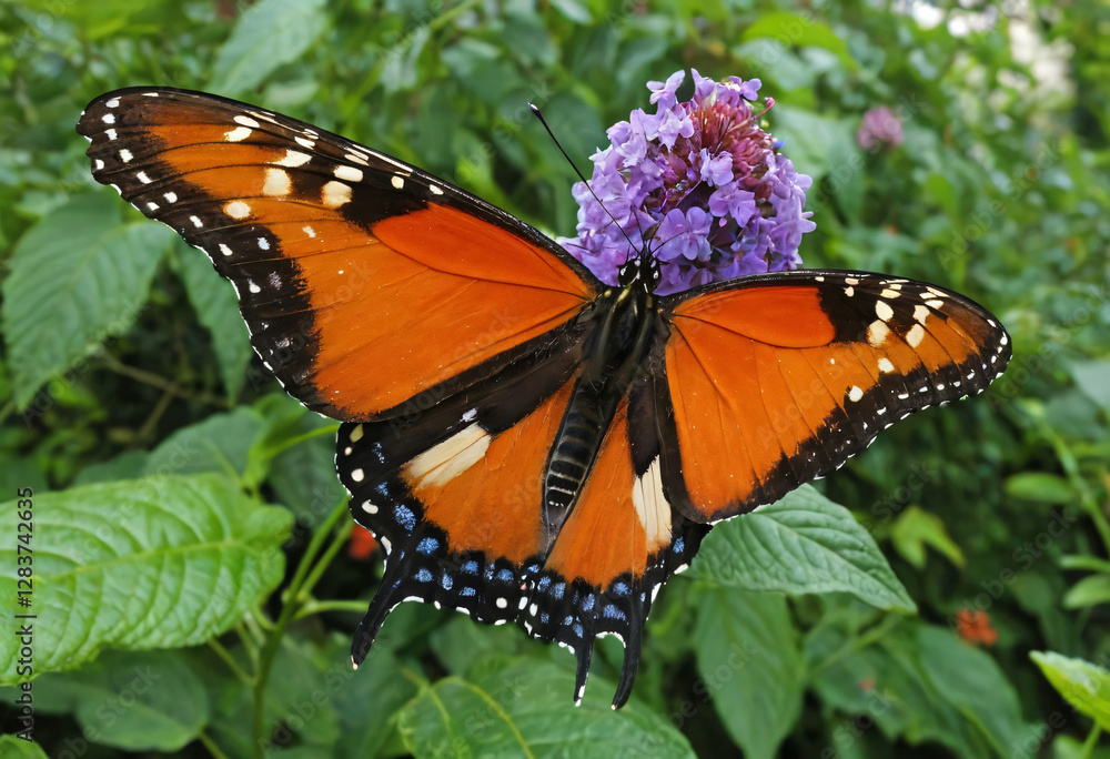 Obraz premium Butterfly on a flower with beautiful colors