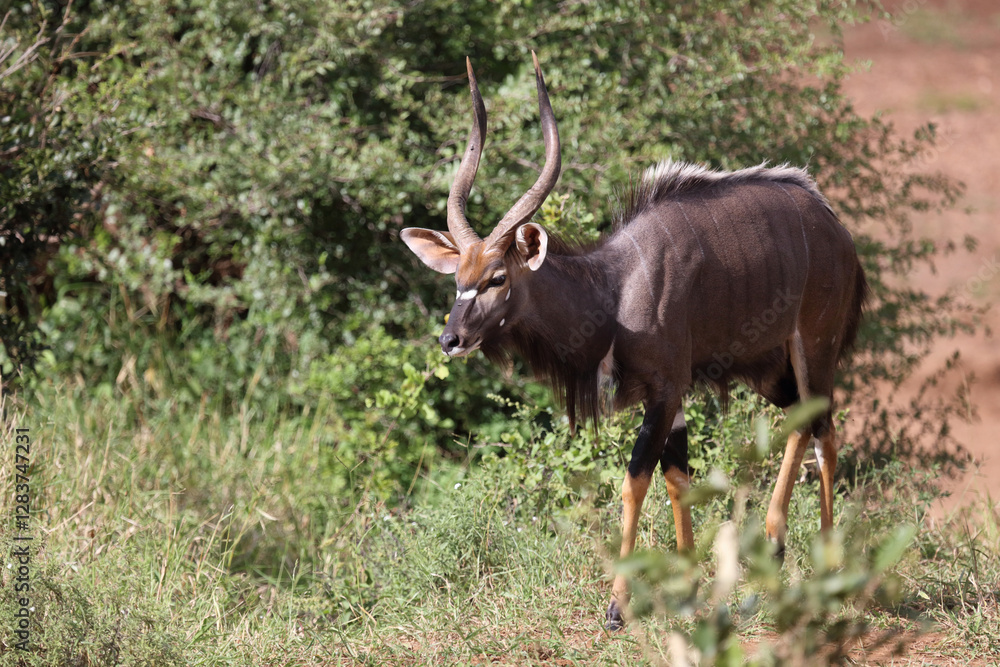 Nyala / Nyala / Tragelaphus angasii. Nyala / Nyala / Tragelaphus angasii.