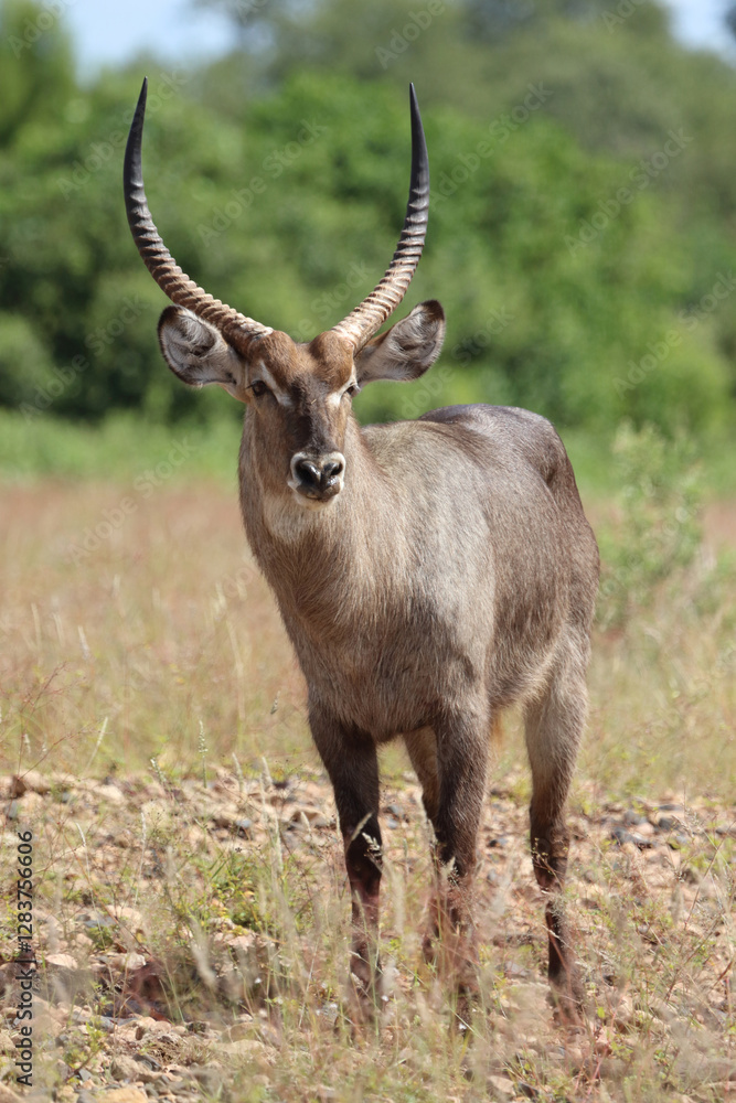 Wasserbock / Waterbuck / Kobus ellipsiprymnus Wasserbock / Waterbuck / Kobus ellipsiprymnus