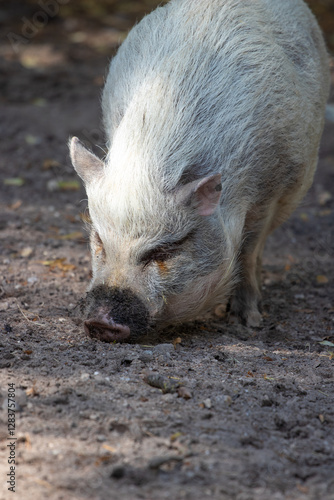 Sniffing Pig Outdoors