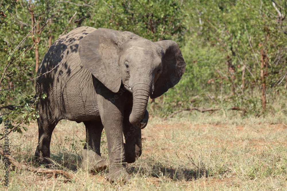Afrikanischer Elefant / African elephant / Loxodonta africana Afrikanischer Elefant / African elephant / Loxodonta africana