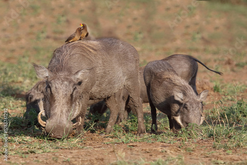 Warzenschwein und Gelbschnabel-Madenhacker / Warthog and Yellow-billed oxpecker / Phacochoerus africanus et Buphagus africanus...