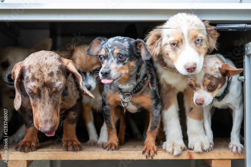 Group of Puppies in Crate