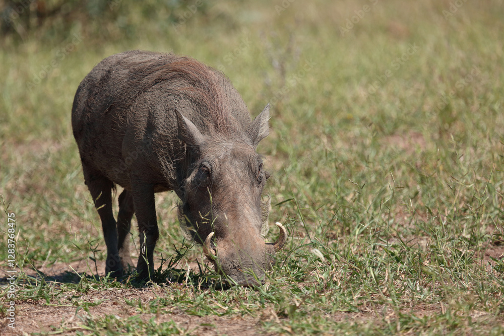 Warzenschwein / Warthog / Phacochoerus africanus.. Warzenschwein / Warthog / Phacochoerus africanus..