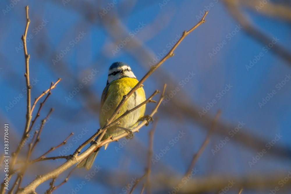 Obraz premium Eurasian Blue Tit perched on a branch in the morning light