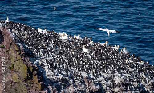 Breeding Seabirds Northern Gannets (Morus Bassanus), Common Guillemots (Uria Aalge) and Razorbills (Alca Torda) At The Atlantic Coast Of St. Abbs Head In Scotland, UK photo