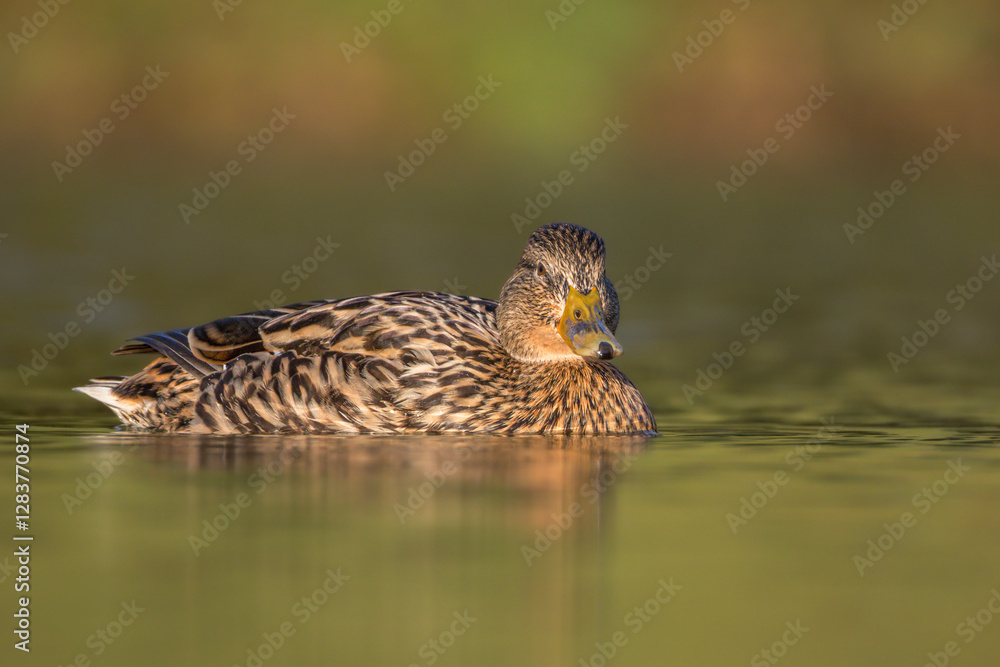 mallard duck in a pond in the morning light mallard duck in a pond in the morning light