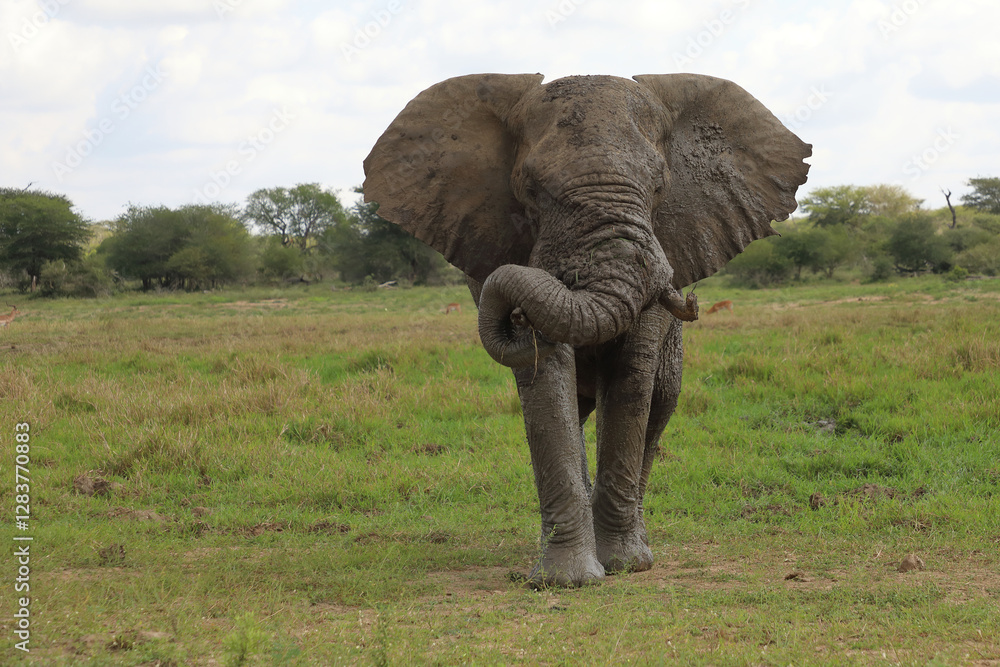 Obraz premium Afrikanischer Elefant / African elephant / Loxodonta africana..