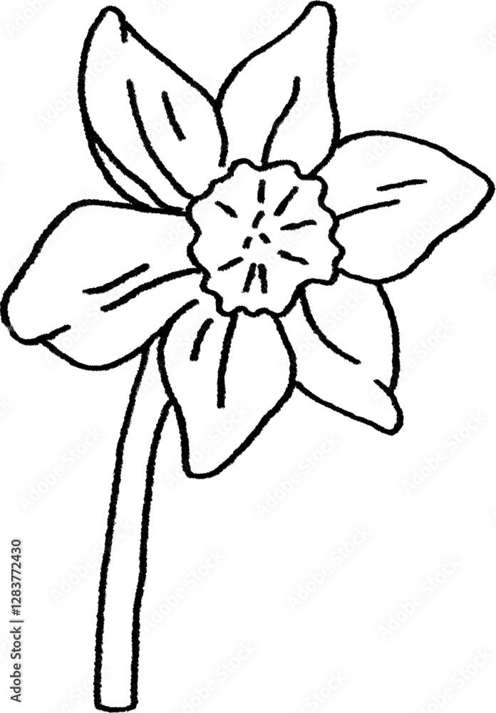 Naklejka premium Soft White Daffodil Illustration Clipart