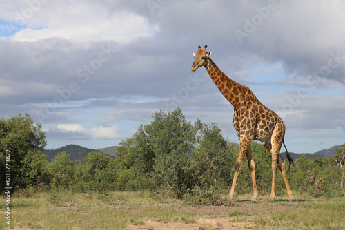 Photography Giraffe / Giraffe / Giraffa camelopardalis
