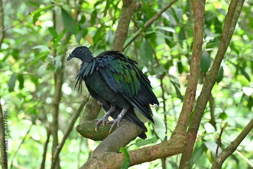 Nicobar Pigeon Resting on a Tree Branch in a Green Forest