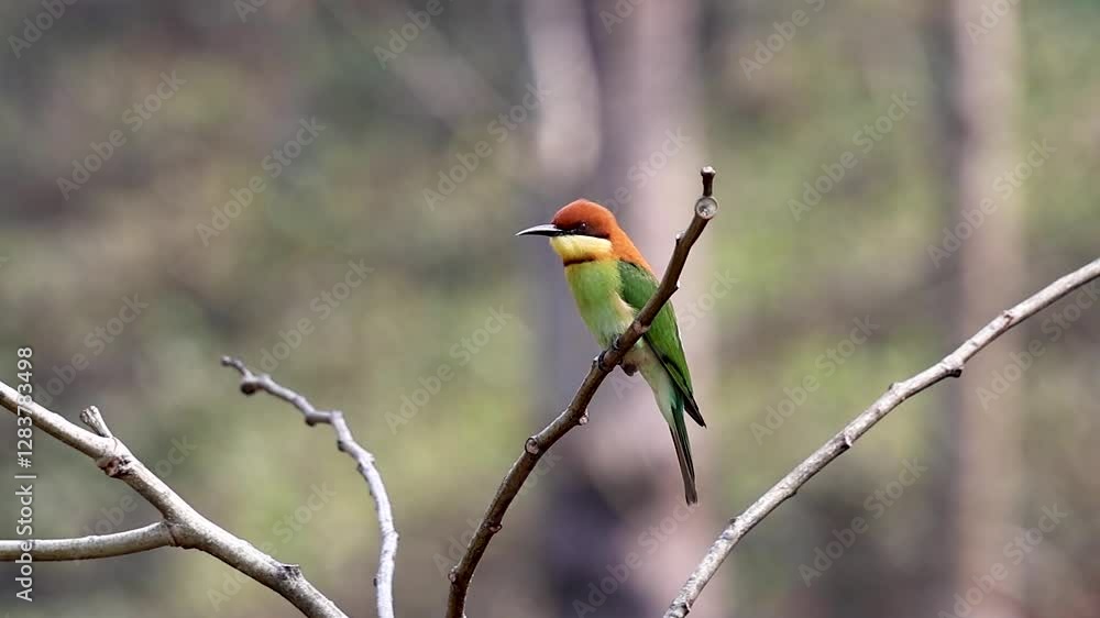 Slow motion video of Chestnut-headed bee-eater.this footage was taken from Chittagong,Bangladesh. Slow motion video of Chestnut-headed bee-eater.this footage was taken from Chittagong,Bangladesh.