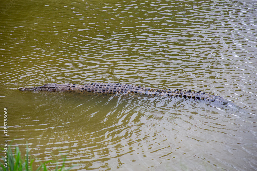 The crocodile, a master of disguise, blends seamlessly with the murky water, its watchful eyes hidden beneath the surface.
The crocodile, a master of disguise, blends seamlessly with the murky water, its watchful eyes hidden beneath the surface.