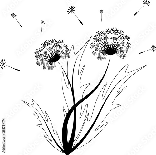 Dandelion flower drawing in black and white colors. Vector drawing.