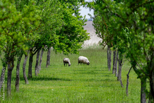 Flock Of White Sheep Browse Between Trees In The Landscape Of Lake Neusiedl in Burgenland, Austria photo