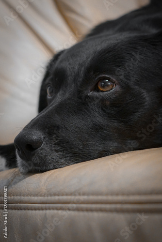 portrait of a dog photo