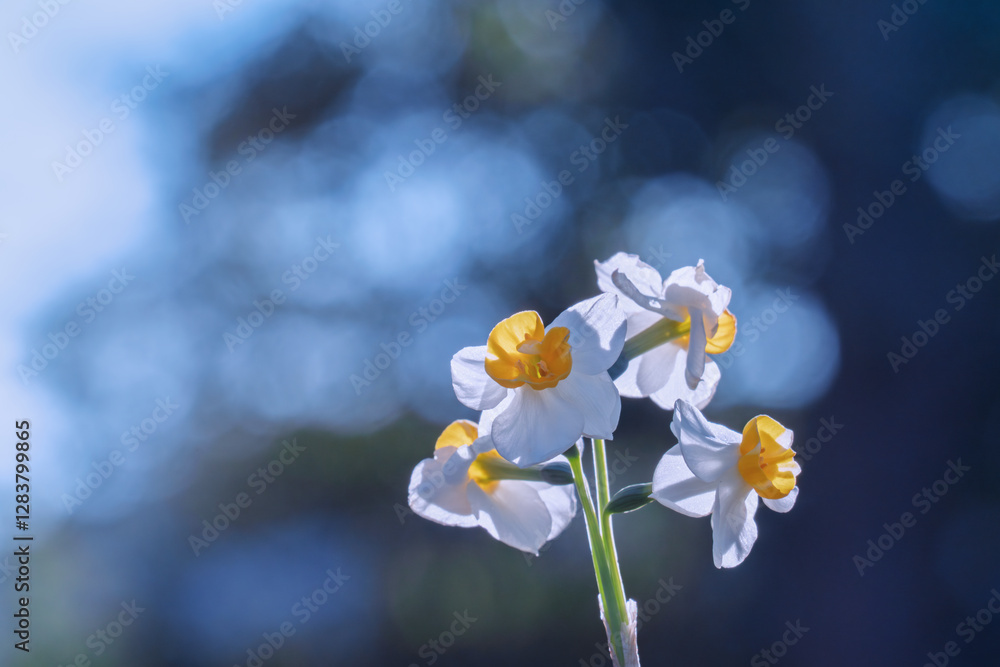 Obraz premium スイセン