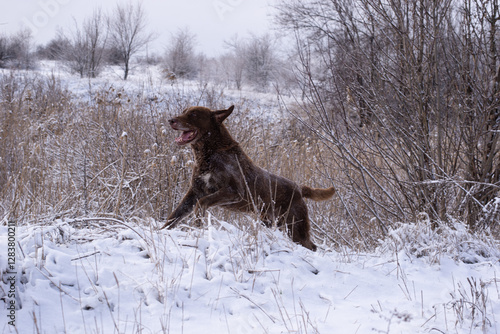 Happy Chesapeake Bay Retriever on a winter walk