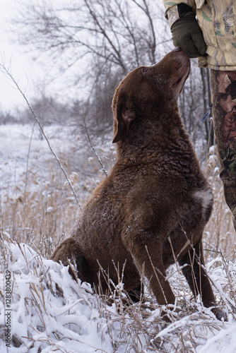 Happy Chesapeake Bay Retriever on a winter walk