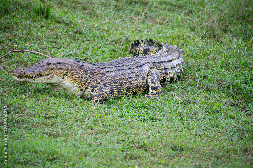 Crocodylus porosus.The crocodile, a master of its environment, rests amidst the on grass.
