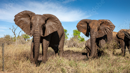 eSwatini, Swaziland, Hlane Royal National Park, African Elephant (Loxodonta africana) photo