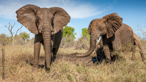 Cuadro en lienzo eSwatini, Swaziland, Hlane Royal National Park, African Elephant (Loxodonta afri