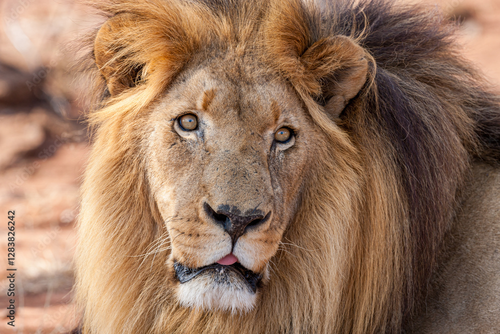 Fototapeta premium eSwatini, Swaziland, Hlane Royal National Park, Lion (Panthera leo), male