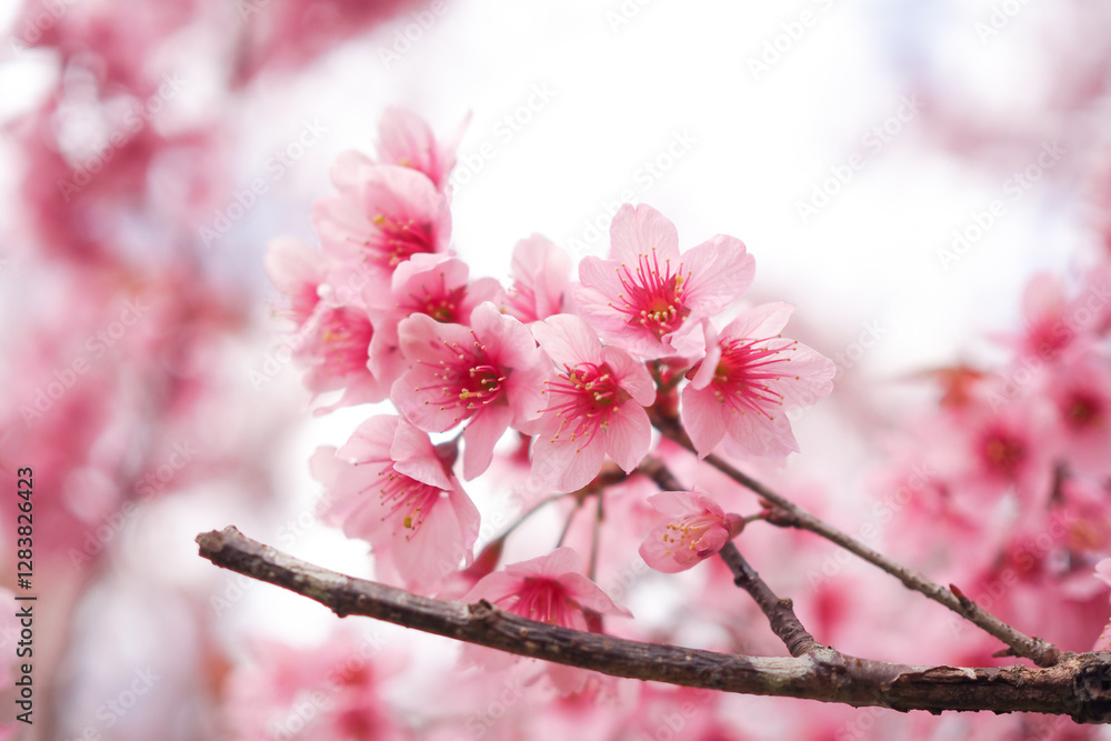 Wild Himalayan Cherry Blossoms in spring season, Prunus cerasoides, Pink Sakura Flower For the background Wild Himalayan Cherry Blossoms in spring season, Prunus cerasoides, Pink Sakura Flower For the background