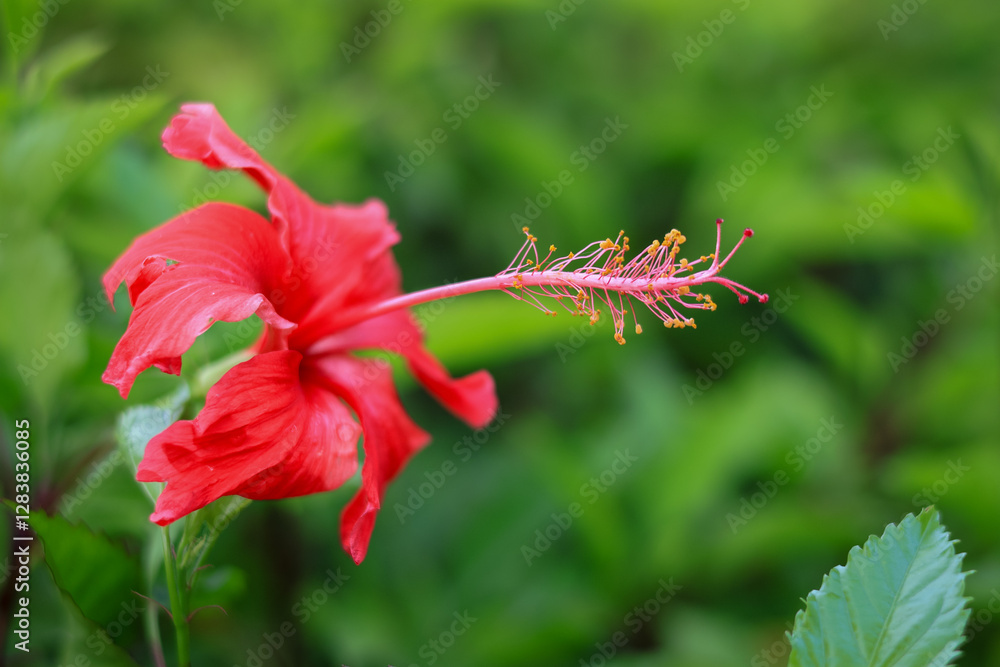 Hibiscus rosa sinensis or China rose with blur background, Hibiscus rosa-sinensis or hibiscus flower is a shrub plant that originates from East Asia. Hibiscus rosa sinensis or China rose with blur background, Hibiscus rosa-sinensis or hibiscus flower is a shrub plant that originates from East Asia.
