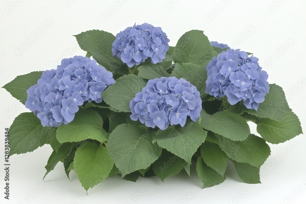 Blue Hydrangea Cluster with Green Leaves Against White Background Blue Hydrangea Cluster with Green Leaves Against White Background