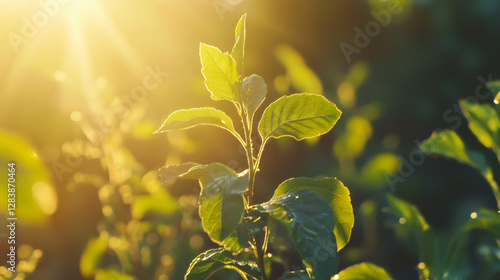 Green leaves gleaming with golden sunlight, highlighting lush foliage and natural radiance
