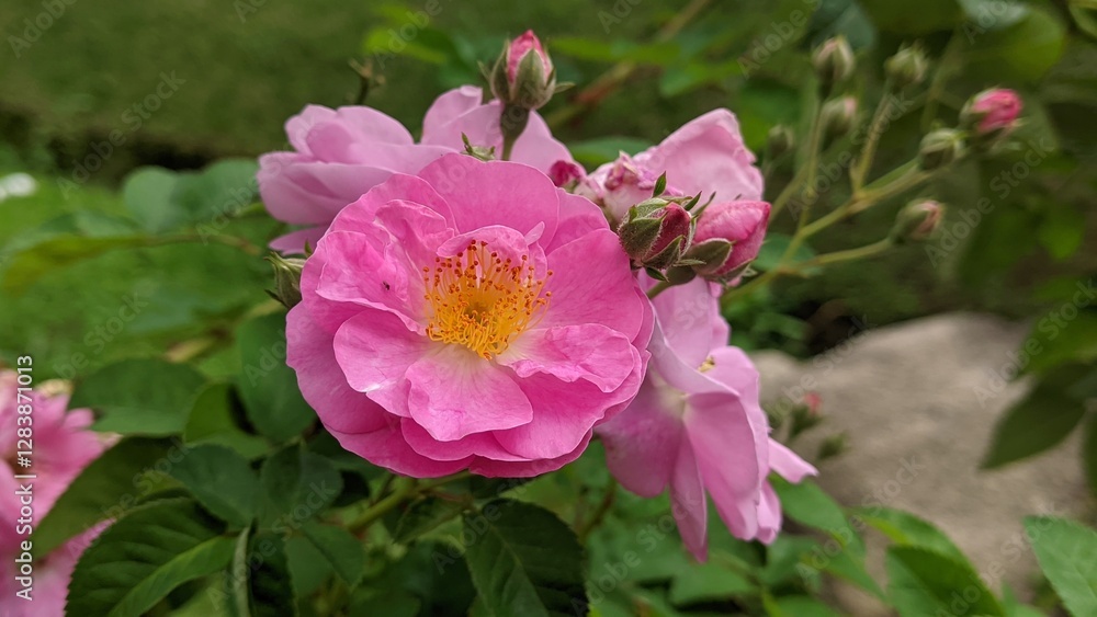 A field of delicate pink flowers, a breathtaking display of nature's artistry. A visual feast for the senses. A field of delicate pink flowers, a breathtaking display of nature's artistry. A visual feast for the senses.