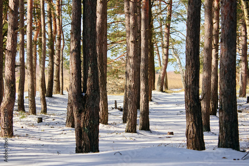 Trees on snow covered field