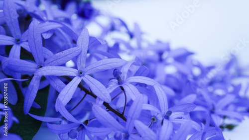 Close-up Petrea volubilis beautiful purple flower blossom with green leaves isolated on white background, known as purple wreath, queen's wreath, sandpaper vine, and nilmani. photo