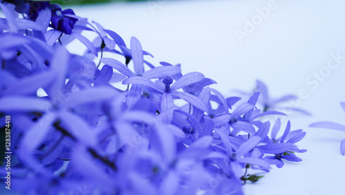 Close-up Petrea volubilis beautiful purple flower blossom with green leaves isolated on white background, known as purple wreath, queen's wreath, sandpaper vine, and nilmani. photo