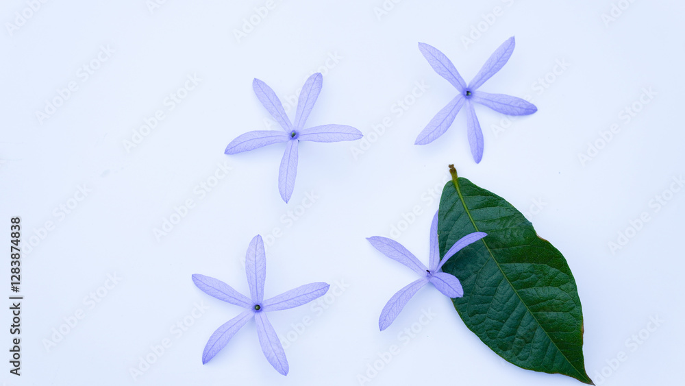 Fototapeta premium Close-up Petrea volubilis beautiful purple flower blossom with green leaves isolated on white background, known as purple wreath, queen's wreath, sandpaper vine, and nilmani.