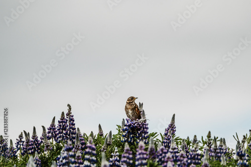 Φωτογραφία A redwing perches on blooming lupines in Skaftafell, South Iceland, against a soft sky