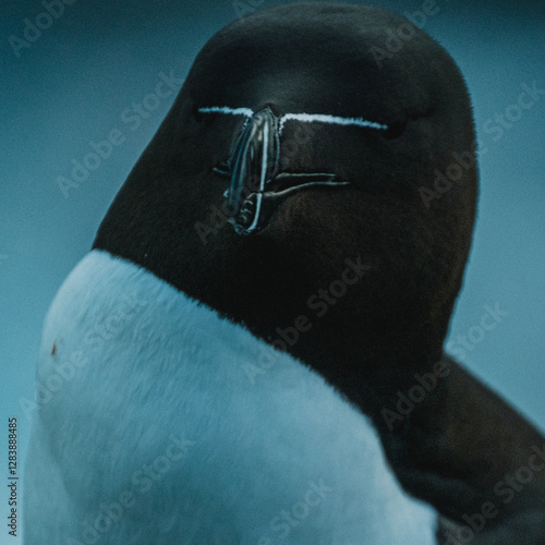 Close-up portrait of a razorbill (Alca torda) in Látrabjarg, West Iceland, highlighting its distinct black-and-white plumage and patterned beak