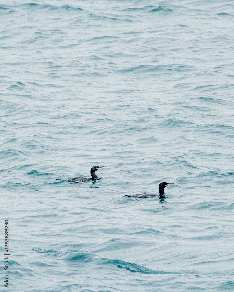 Two Great Cormorants swimming in the ocean off the coast of South Iceland... Two Great Cormorants swimming in the ocean off the coast of South Iceland...