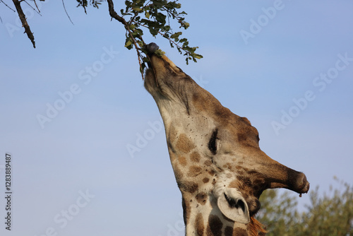 Photography Giraffe / Giraffe / Giraffa camelopardalis