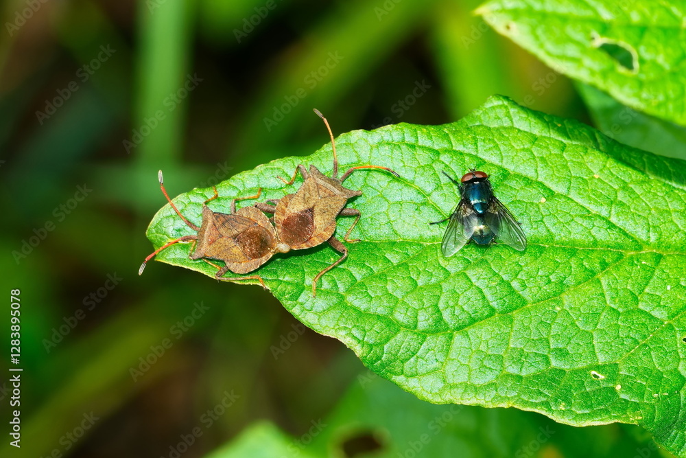 Lederwanze (Coreus marginatus) bei der Kopulation Lederwanze (Coreus marginatus) bei der Kopulation