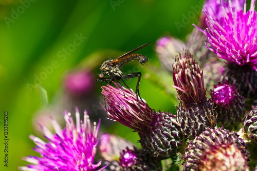 Gewürfelte Tanzfliege (Empis tessellata)  photo