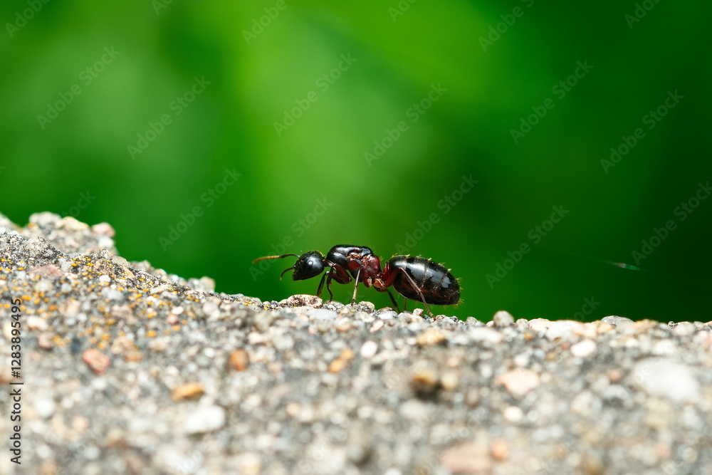 Fototapeta premium Schwarze Rossameise (Camponotus herculeanus)