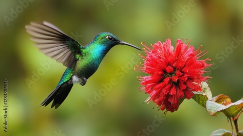 Obraz na płótnie Hummingbird feeding on vibrant red flower lush garden nature photography close-up view captivating moment w salonie