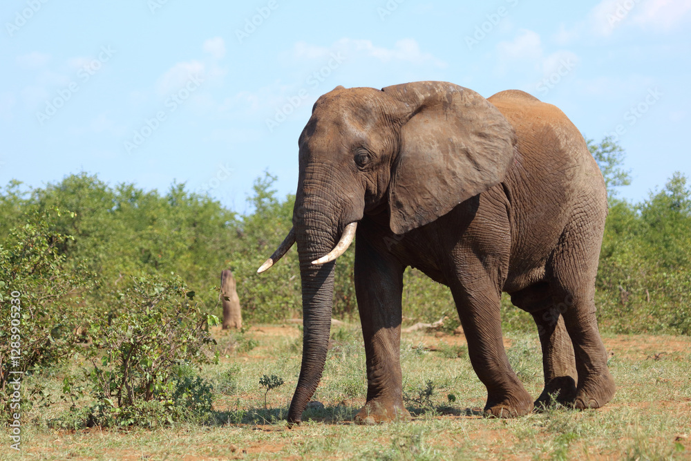 Afrikanischer Elefant / African elephant / Loxodonta africana Afrikanischer Elefant / African elephant / Loxodonta africana
