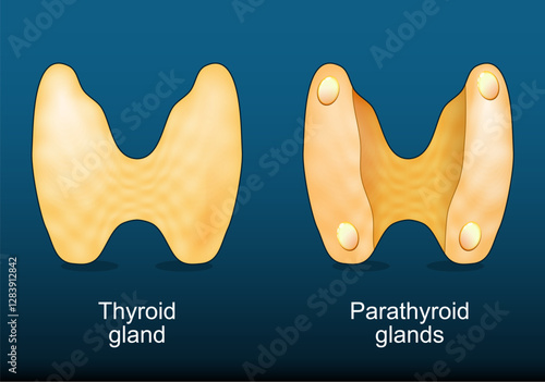 Thyroid gland and Parathyroid glands
