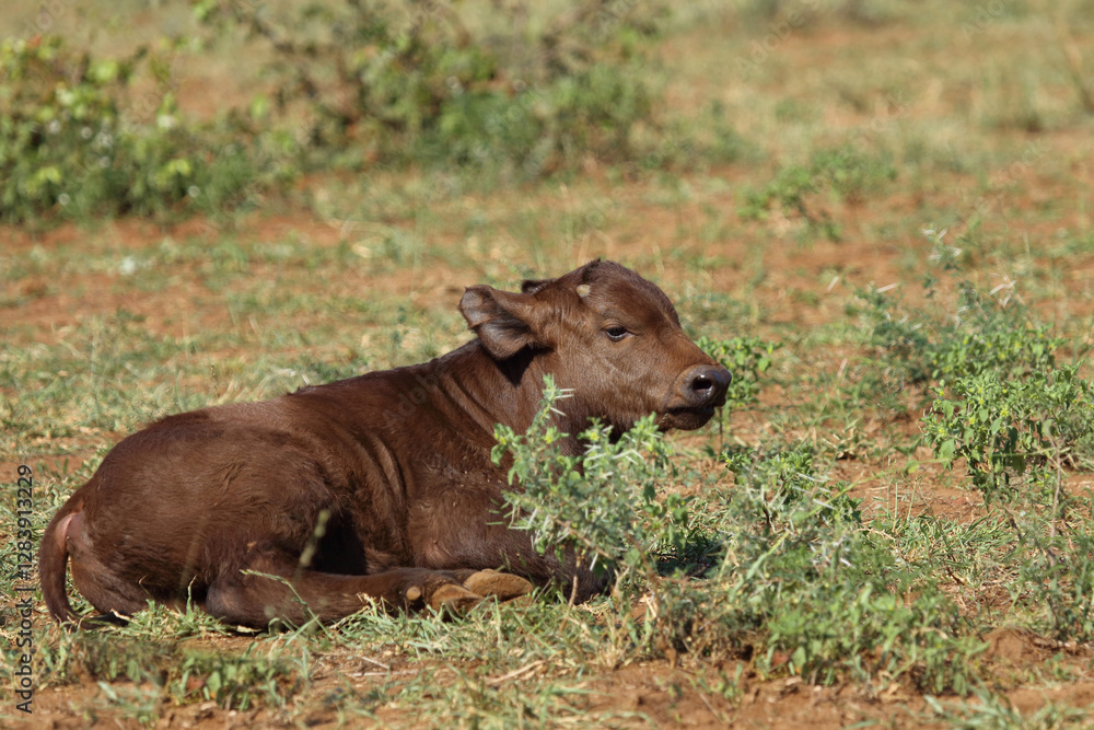 Kaffernbüffel / African buffalo / Syncerus caffer. Kaffernbüffel / African buffalo / Syncerus caffer.